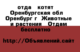отда 5 котят  - Оренбургская обл., Оренбург г. Животные и растения » Отдам бесплатно   